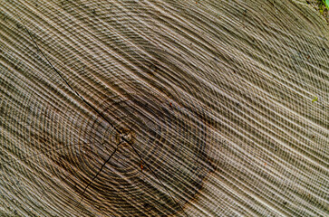 Growth rings on a felled tree showing how old the tree is
