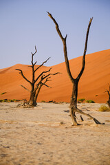 A close-up view of the ancient, leafless trees of Deadvlei standing stark against the vibrant red dunes under a clear blue sky. The dramatic contrast highlights the arid beauty of this Namibian desert