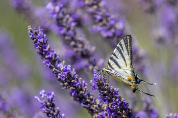 Flambé (Iphiclides podalirius) foraging on a sprig of lavender in Provence