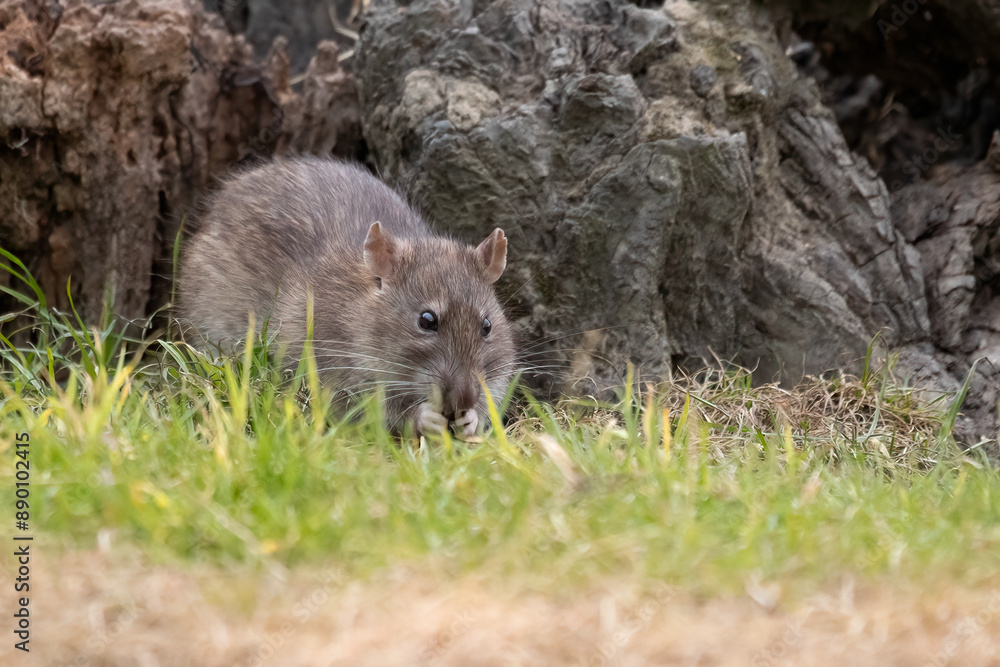Poster a close up of a rat. the rodent has just emerged from a hole in an old trunk. it is scavenging for f