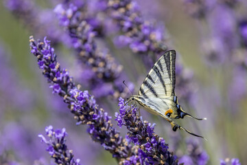 Flambé (Iphiclides podalirius) foraging on a sprig of lavender in Provence