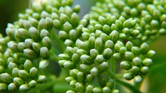 Close Up of Eupatorium perfoliatum flower buds or known as boneset