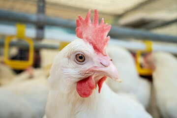 Closeup portrait of Dekalb White hen at poultry farm. Layer farm.