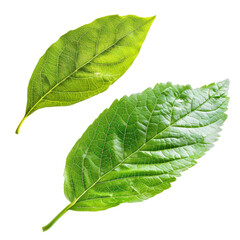 Obraz premium Flying green leaf