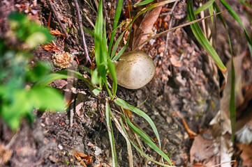 Mushroom at the forest in Seven Lakes (Yedi Goller) National Park