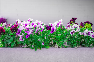 Unusual petunias isolated on a gray background. Copy space