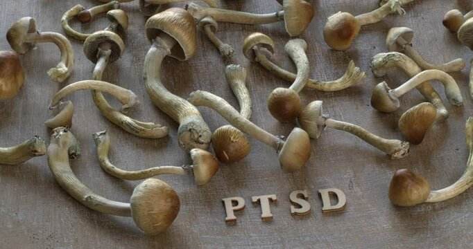 PTSD wooden letters and fresh Psilocybe Cubensis mushrooms. Using psilocybin in the treatment of PTSD concept. Moving left and right. Seamless loop.