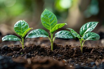 Fototapeta premium Lush green saplings sprouting from the rich soil in the forest