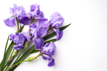 blooming iris flowers