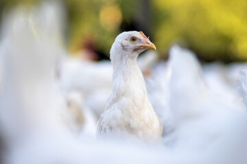 White chickens in a fence blurred background