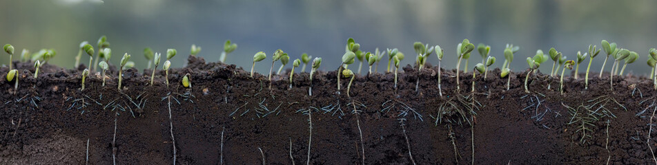 Fresh green soybean plants with roots