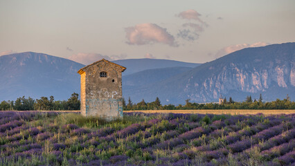 Traditional cabanon in the middle of a lavender field in Provence, France