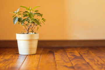 Small plant growing in a white pot on a wooden floor with a yellow wall in the background