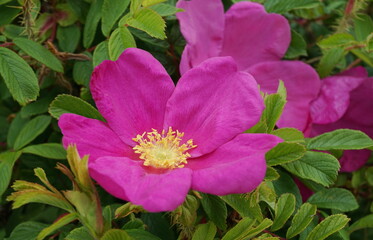 Incredible beautiful and fragrant Rosa rubiginosa flower on green foliage background. The tea made from the hips of this rose is very popular as a healthy beverage.