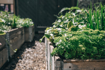 Lush green parsley growing in a wooden planter box in an urban garden