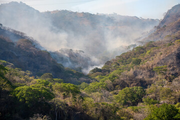 Whispers of Mist. Misty Veil Over Costa Rican Reserve