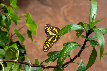 Winged Beauty in Repose. Butterfly Rests on Leaf; Nature’s Delicate Balance