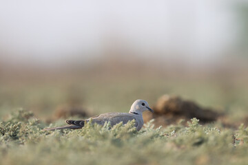 Ring necked dove standing on the ground. Bird background.