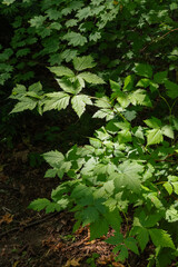 Thimbleberry (Rubus parviflorus)
