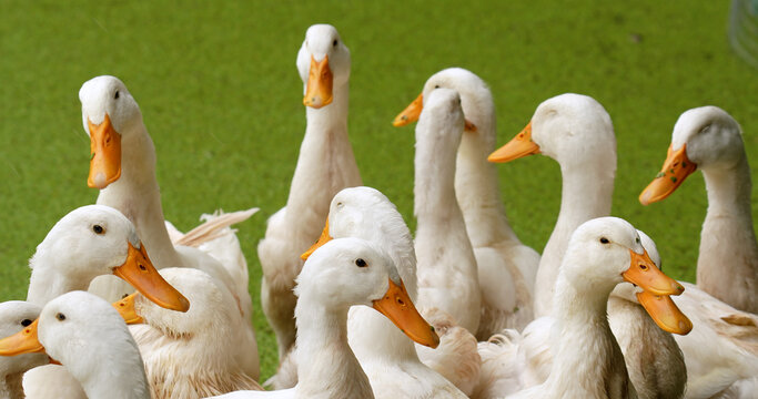Group of Layer ducks at the poultry farm, Close-up.