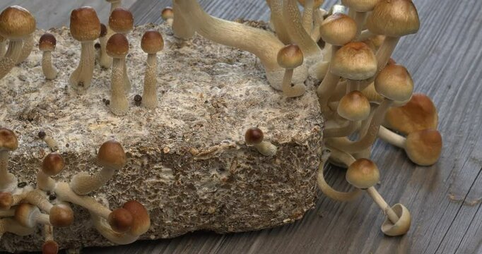 Psychedelic psilocybin mushrooms Golden Teacher on mycelium block, close-up. Psilocybe Cubensis raw mushrooms. Micro-dosing concept. Table spin. 
