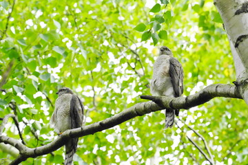 ハイタカの幼鳥が枝に止まっている