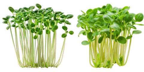 Set of Fresh green young sunflowers isolated on transparent background