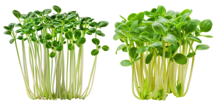 Set of Fresh green young sunflowers isolated on transparent background