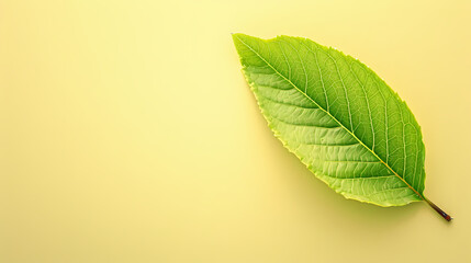 A green leaf on a light yellow background