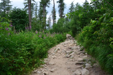 Fototapeta premium path in the forest
