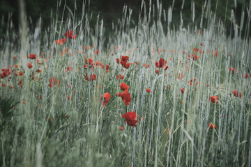 Corn poppy in a cornfield with red petals. Red splashes of color in green surroundings