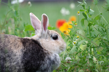 Nahaufnahme vom Hauskaninchen, das in einer bunten Blumenwiese sitzt