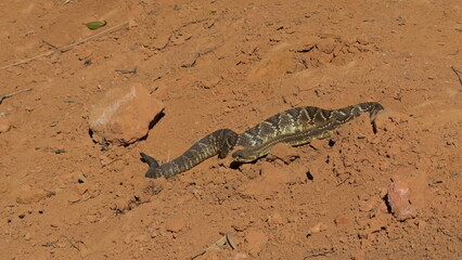 Rattlesnake Crossing Red Dirt Path in the Wilderness