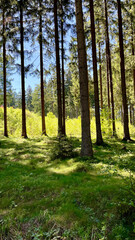 Obraz premium Tall pine forest in the sun, landscape
