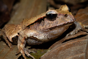A camouflaged broad palmed rocket frog with brownish skin and big black eyes sits quietly and blends in amongst the leaves on the ground in the Daintree Rainforest in tropical Queensland, Australia.