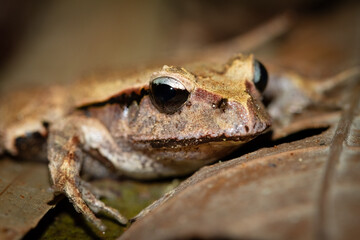 A camouflaged broad palmed rocket frog with brownish skin and big black eyes sits  quietly and blends in amongst the leaves on the ground in the Daintree Rainforest in tropical Queensland, Australia.