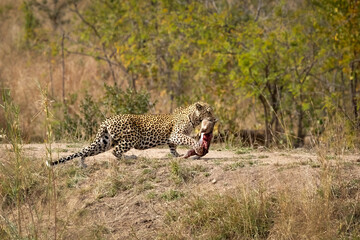 A magnificent leopard that has captured and killed a hare creeps stealthily out of a ditch onto an embankment in the bushveld on its way to its lair in the Kruger National Park in South Africa.