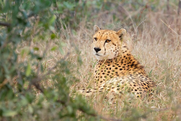 A magnificent cheetah lying quietly but on full alert in its grass and thornbush habitat while it looks around carefully for danger or possible prey in a game reserve in South Africa.