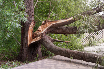 Broken tree in the city park after a violent storm. The concept of destruction of nature.