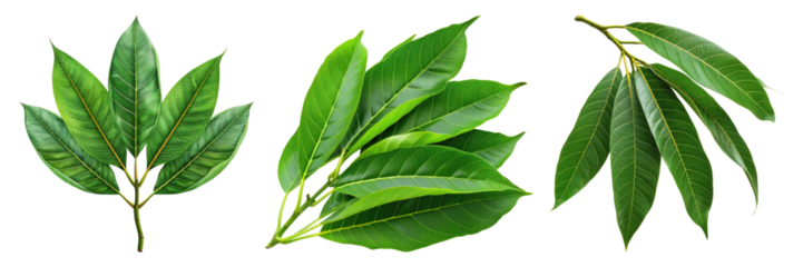 Set of mango leaves isolated on transparent background