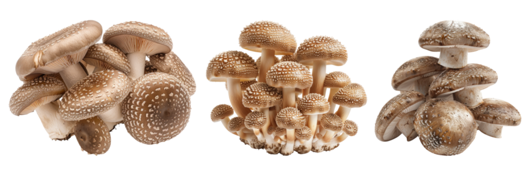 Set of shitake mushrooms isolated on transparent background