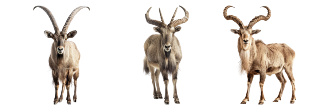 Set of markhor isolated on transparent background
