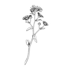 Elecampane Vector outline illustration. Hand drawn graphic clipart of inula flower. Britannica black and white line art. Officinalis herb drawing on transparent background. Medicinal plant sketch