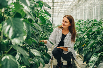 Worker collects data on tablet about growth of vegetables in greenhouse. Young woman biologist...