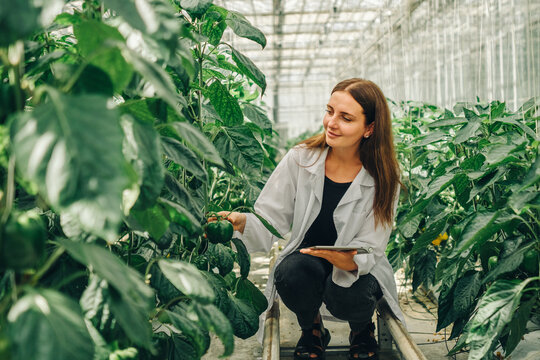 Worker collects data on tablet about growth of vegetables in greenhouse. Young woman biologist examines, touches stem of bell pepper plant in greenhouse. Portrait of biologist botanist at work