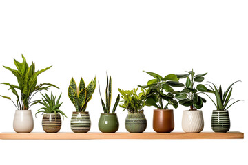 A Row of Vibrant Green Houseplants in Decorative Pots on a Wooden Shelf on a Clear PNG or White Background.