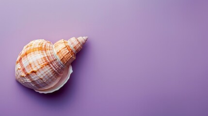 Obraz premium seashell peeking out from a solid purple background