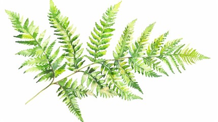Naklejka premium watercolor depiction of a fern plant leaf on white background