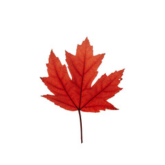 maple leaf isolated on white