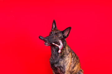 Cute dog with hammer. isolated on red yellow studio background. dutch shepherd